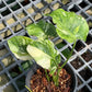 Monstera Deliciosa Tricolor Mutation - Zombie leaves - Exact Plant (M041)