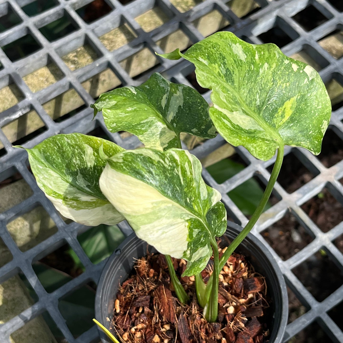 Monstera Deliciosa Tricolor Mutation - Zombie leaves - Exact Plant (M041)