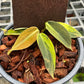 Philodendron Gigas Variegated - Exact Plant - Collectible Item
