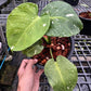 Monstera Deliciosa Fish Bone
