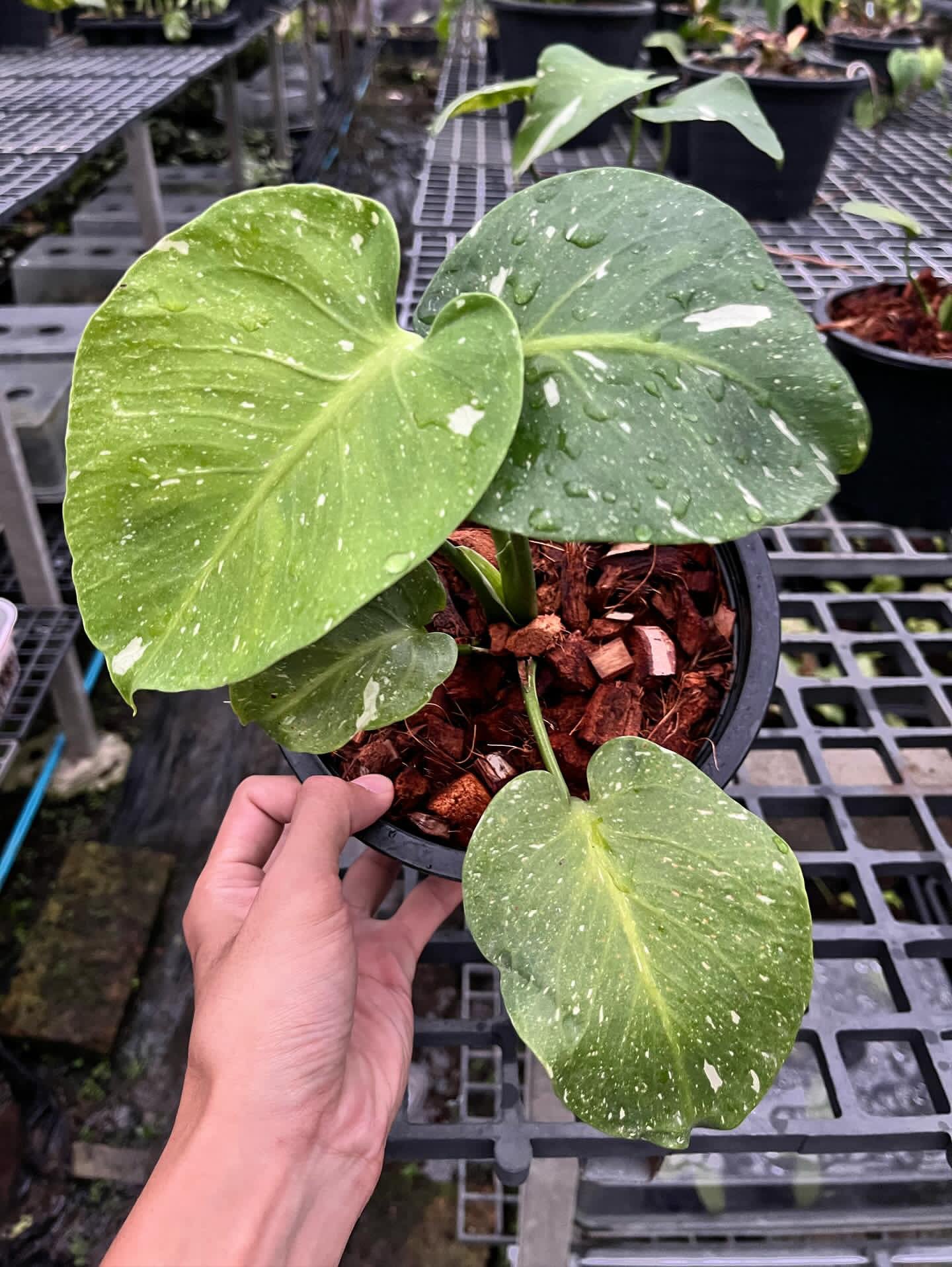 Monstera Deliciosa Fish Bone
