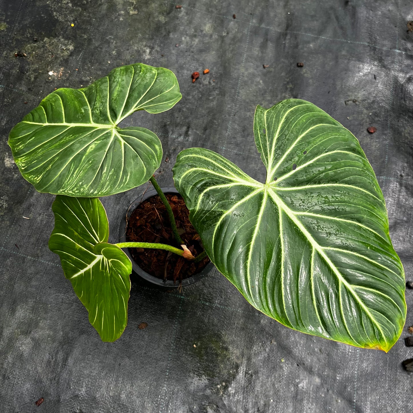 Philodendron Gloriosum White Veins - Pink Back