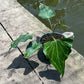 Anthurium Delta Force - Flowering Size - Large - Exact Plant (A026)