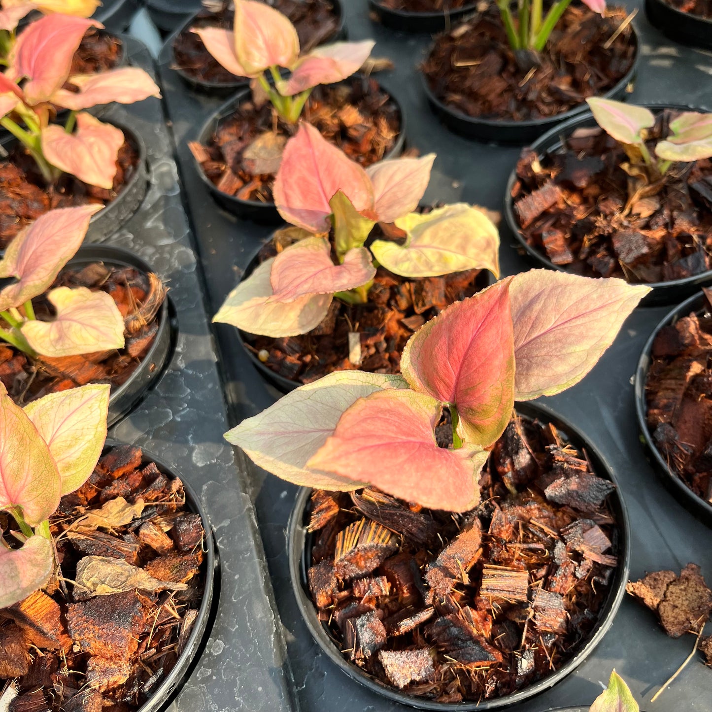 Syngonium Pink Perfection