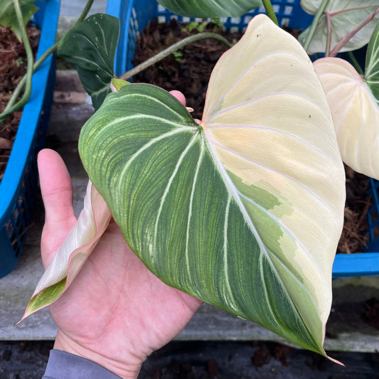 Philodendron Gloriosum with striking sectoral variegation on large, heart-shaped leaves