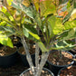 Plumeria Rubra Pink Maya Variegated - Triple Heads - Large Size - Grafted Plant
