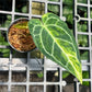 Anthurium Crystallinum Variegated - Exact Plant
