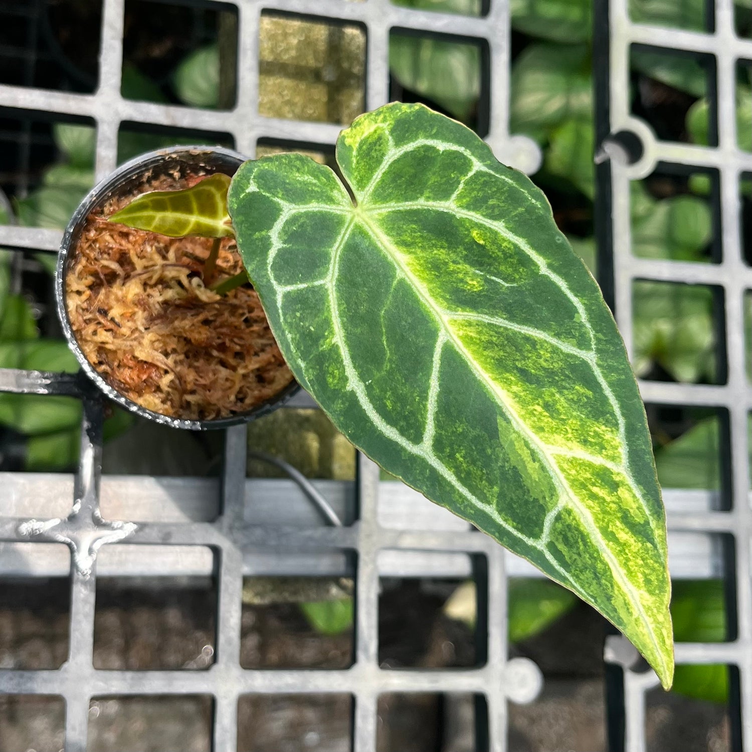 Anthurium