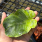 Monstera Famicito - Large Size - Exact Plant (M047)