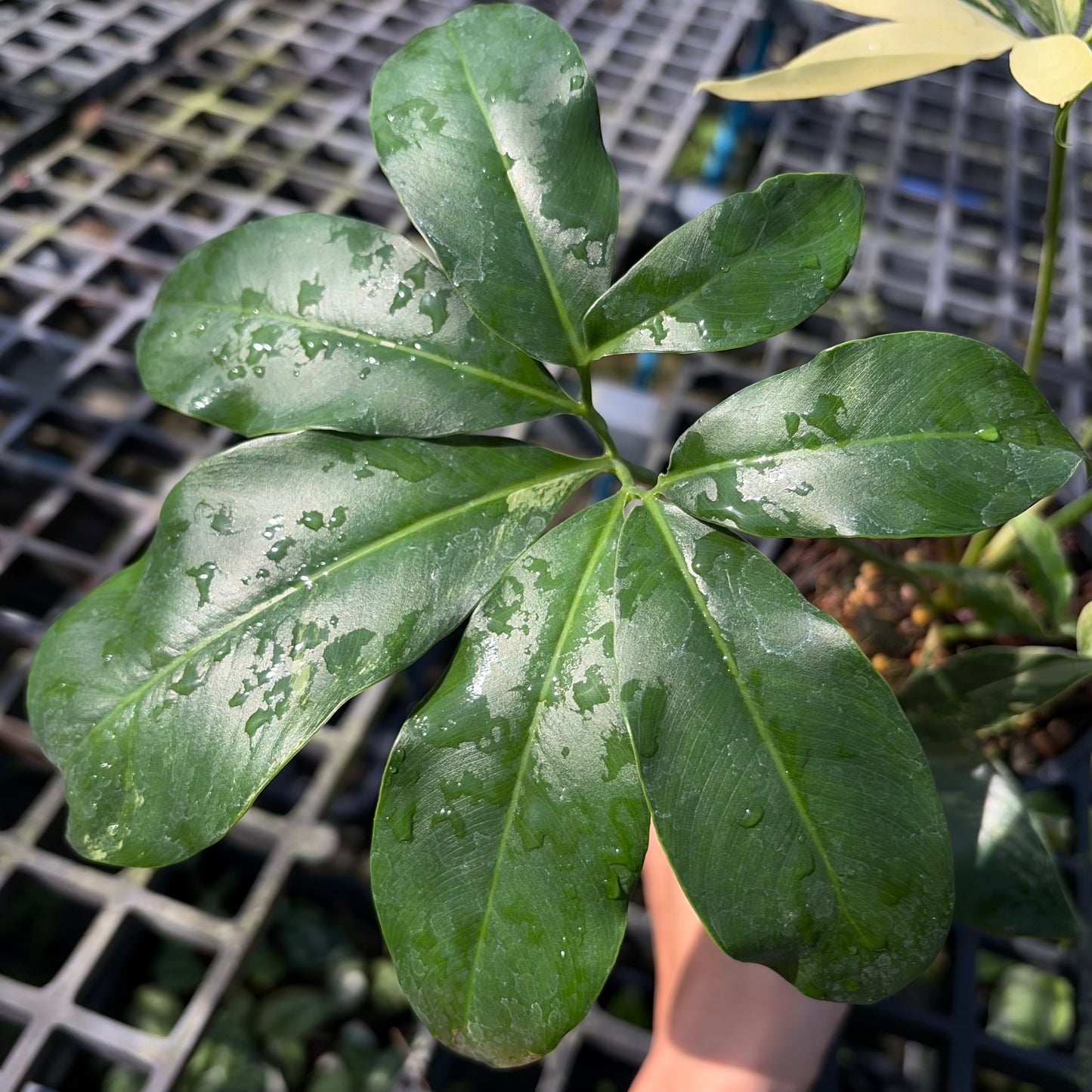 Philodendron Goeldii Variegated - Exact Plant (P063)