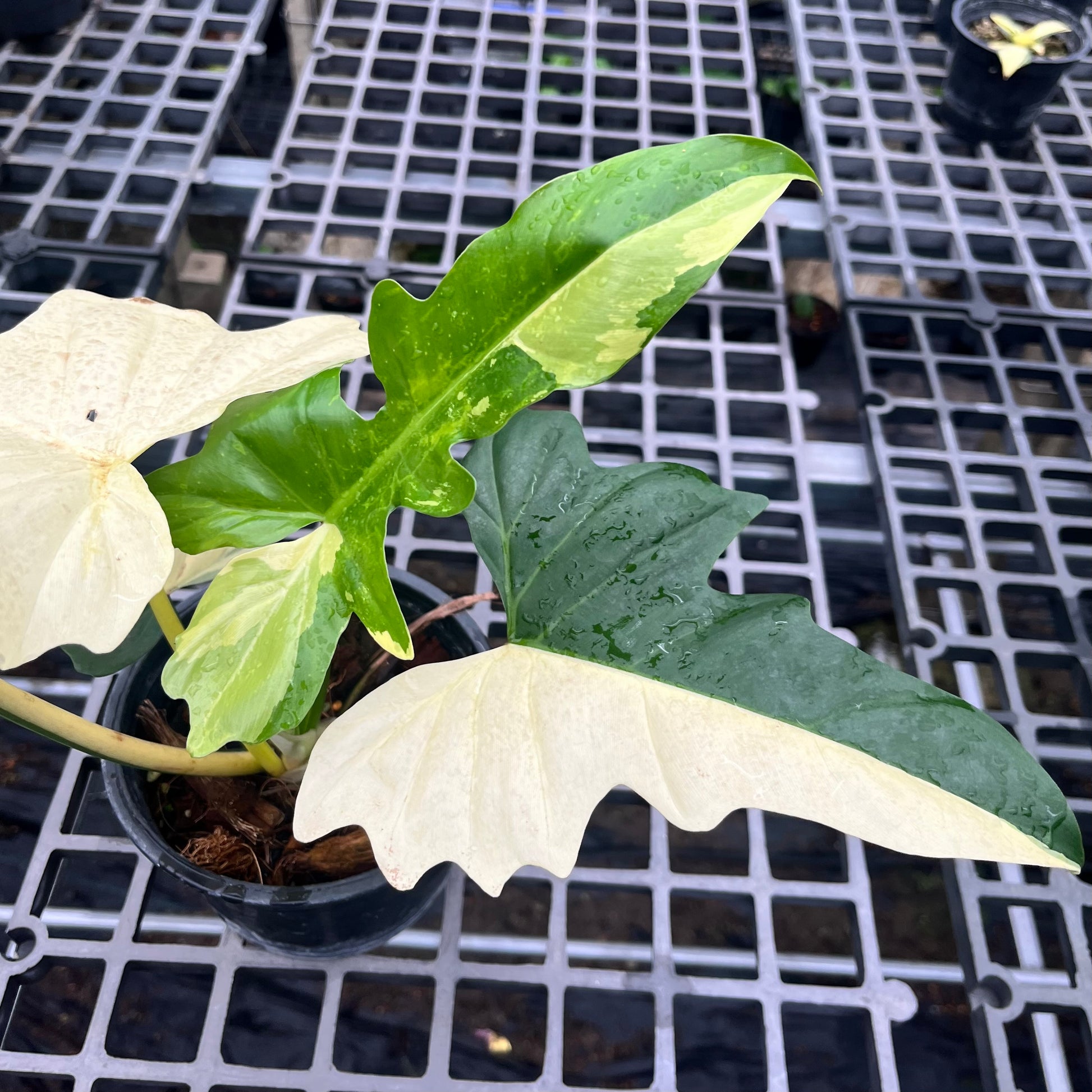 philodendron golden dragon variegated price Philodendron Golden Dragon Variegated – Greenroom Planter