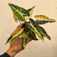Alocasia Bambino Aurea Variegated - Exact Plant (A010)