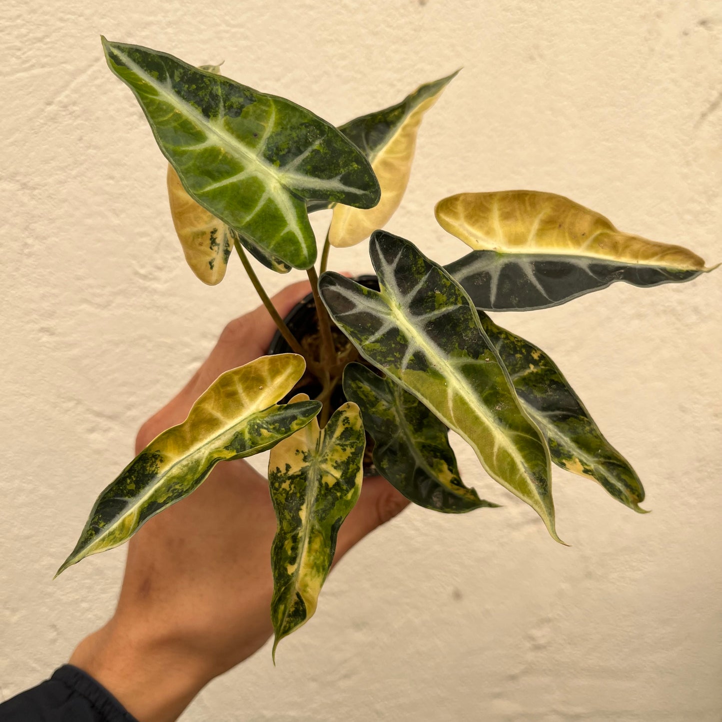 Alocasia Bambino Aurea Variegated - Exact Plant (A010)