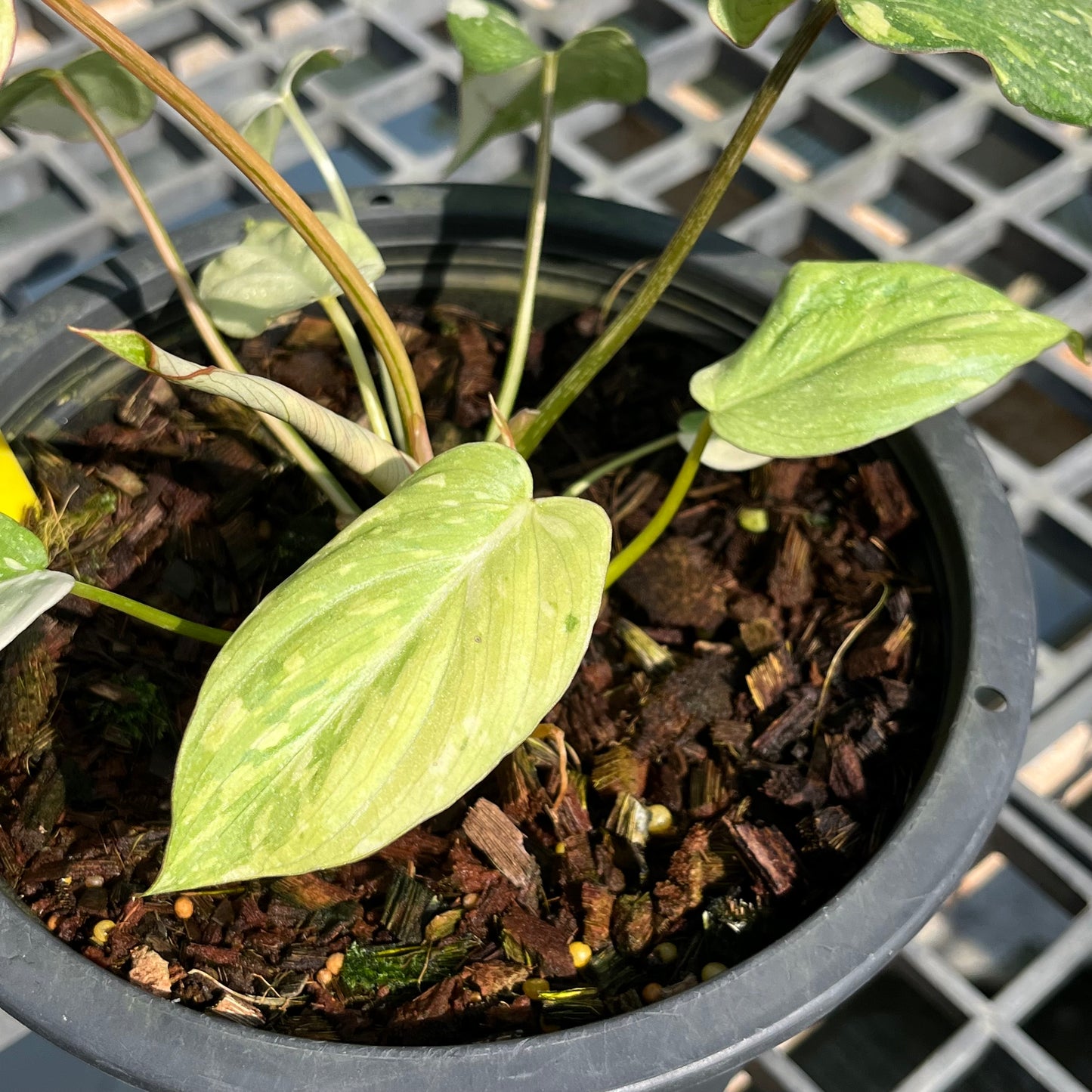 Philodendron Gloriosum Variegated Tricolor - 2 Plants - Exact Plant (P044)
