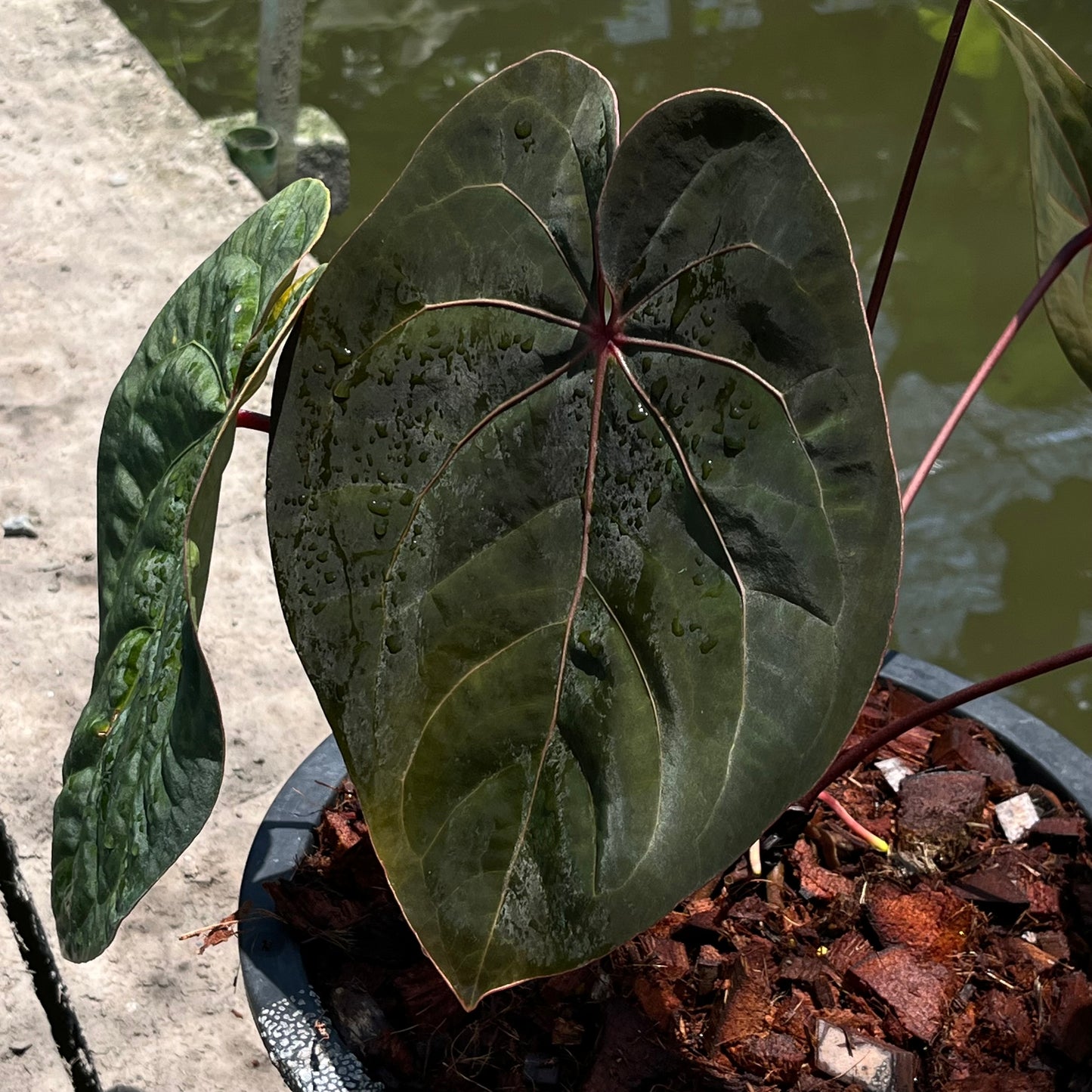 Anthurium Hoffmanii Red Sinus ‘Blood Moon’ - Original Clone - Flowering Size - Exact Plant (A027)