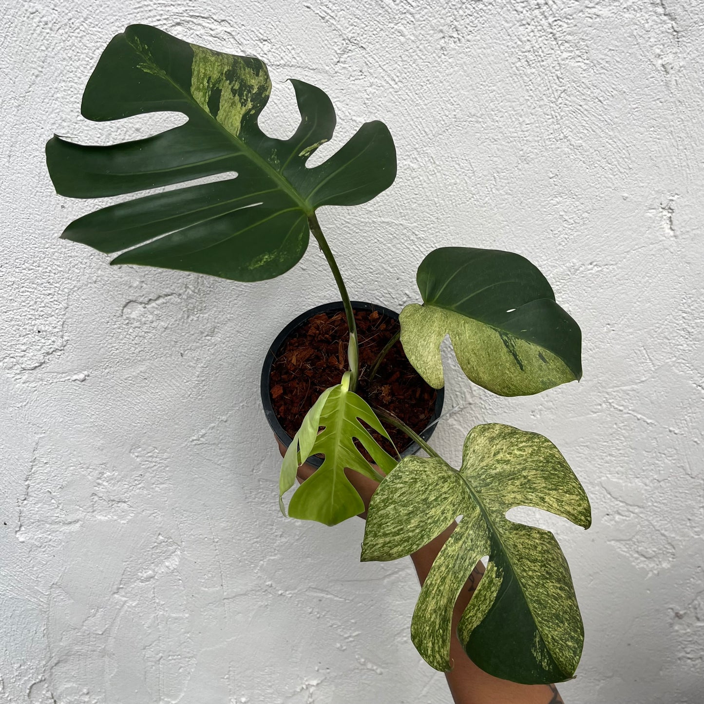 Monstera Borsigiana Mint - Exact Plant