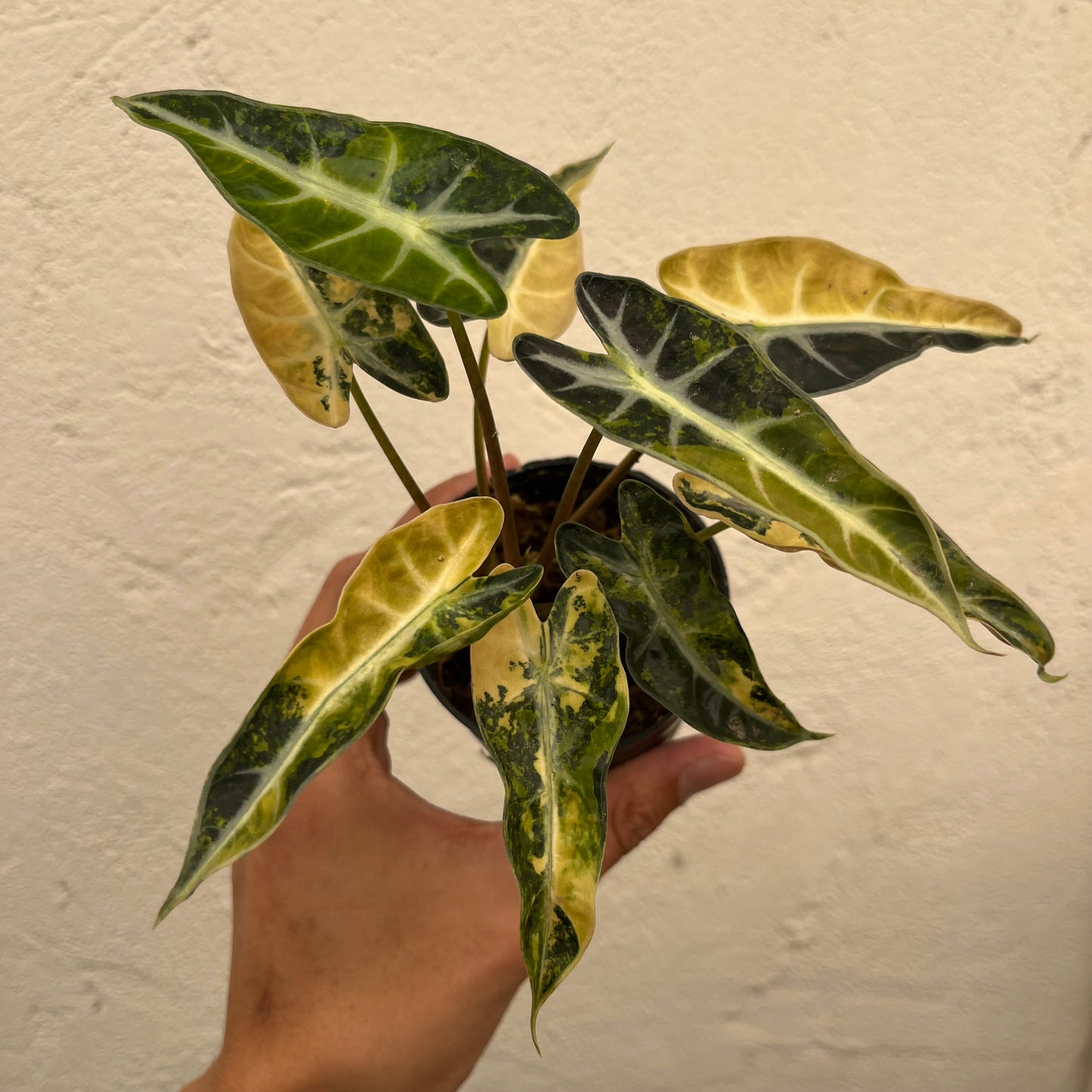 Alocasia Bambino Aurea Variegated - Exact Plant (A010)
