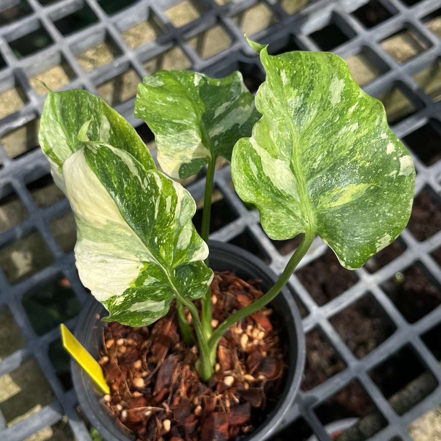 Monstera Deliciosa Tricolor Mutation - Zombie leaves - Exact Plant (M041)