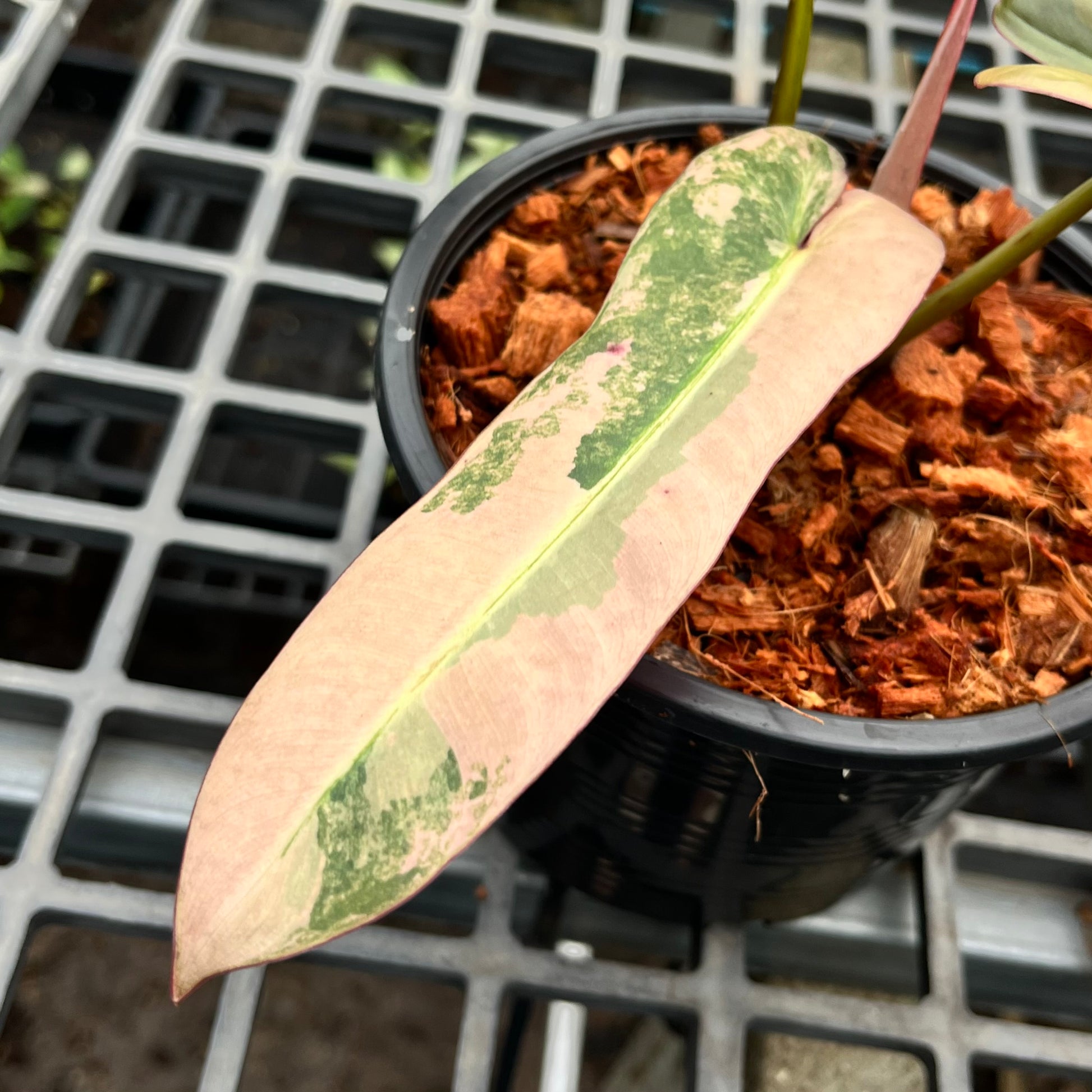 philodendron atabapoense variegated Philodendron Atabapoense variegated – Greenroom Planter