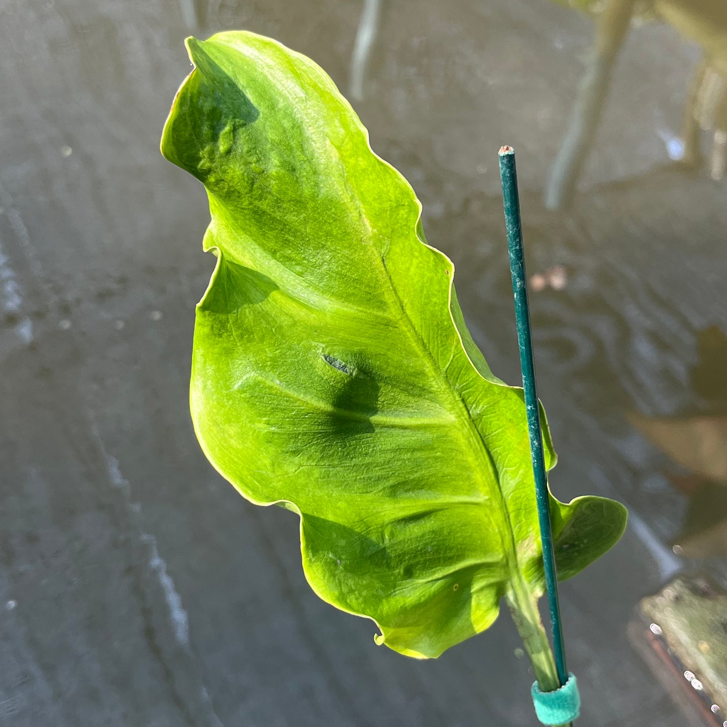 Monstera Famicito- Exact Plant (M050)