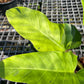 Philodendron Melinonii - Ruay Sup Marble - Exact Plant (P027)