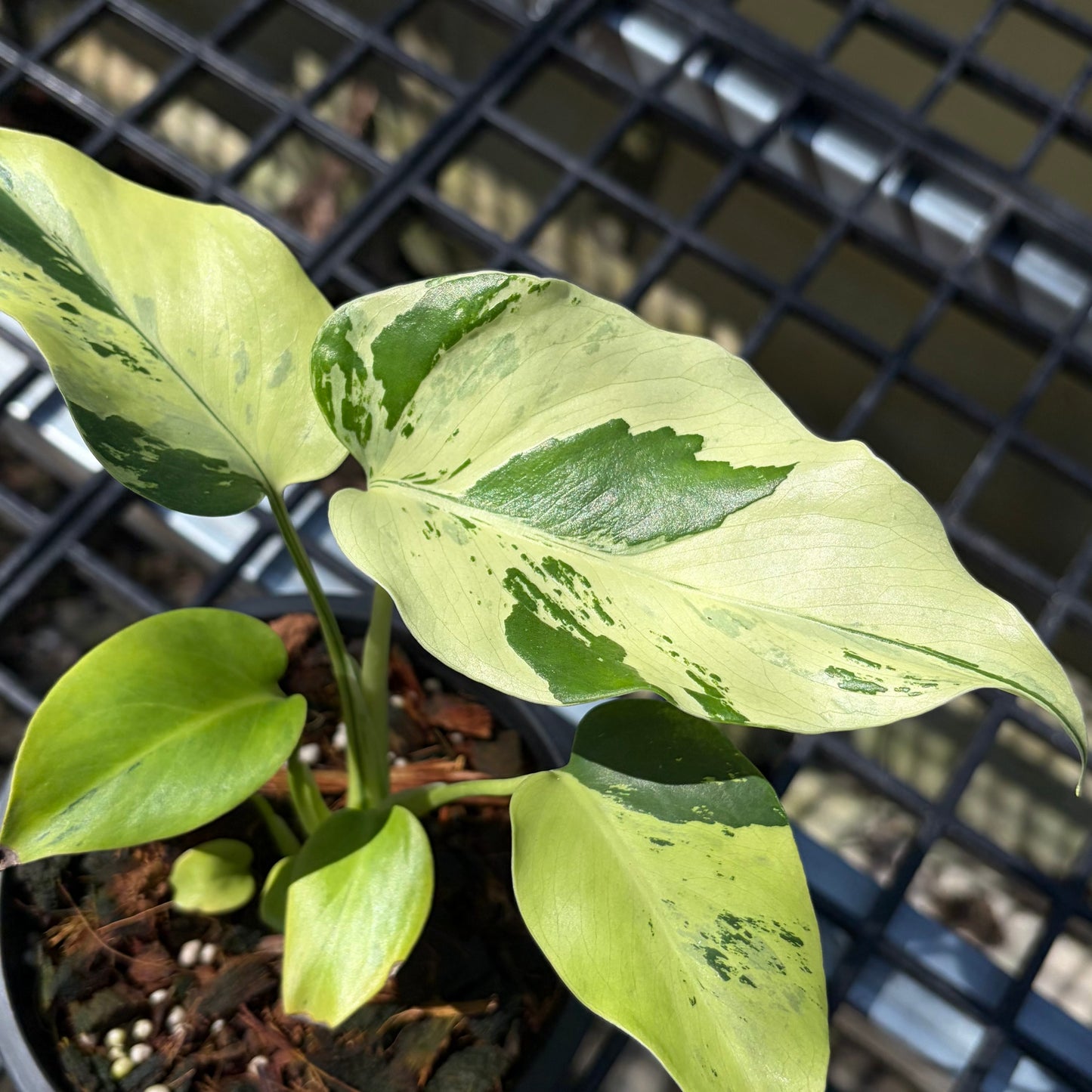 Monstera Light Lime - Exact Plant (M046)