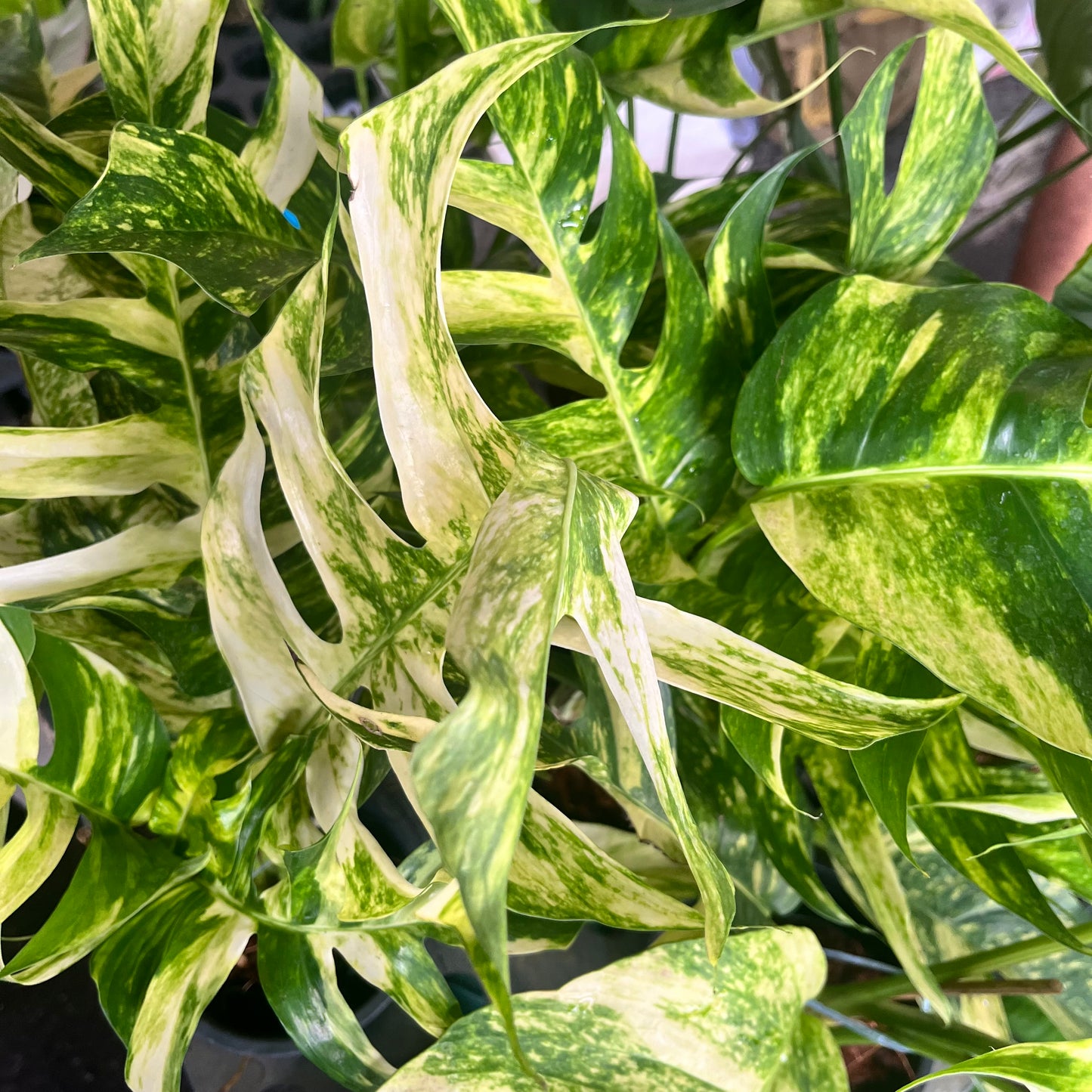 Epipremnum Golden Flame