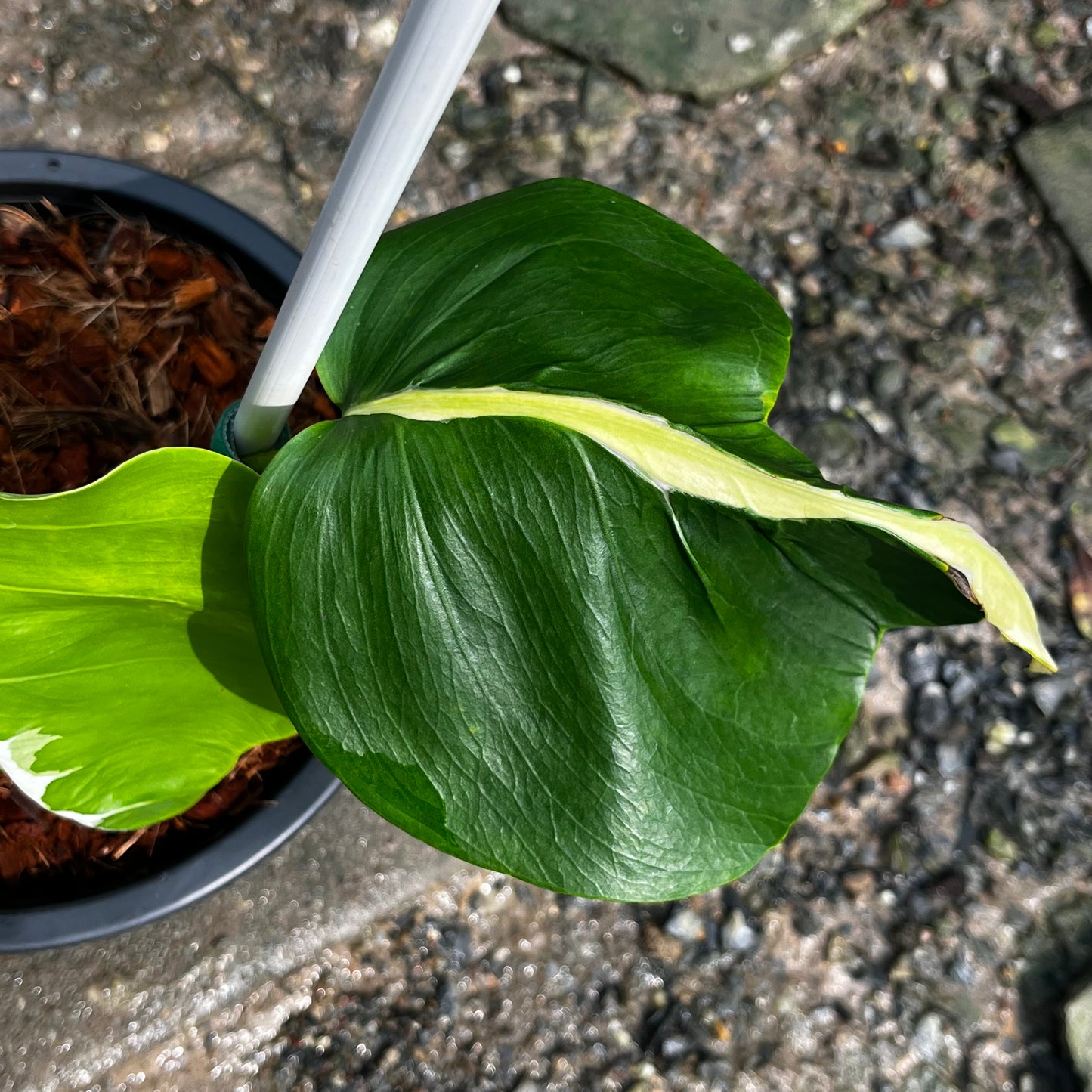 Monstera White Lava