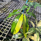 Philodendron Goeldii Variegated - Exact Plant (P063)