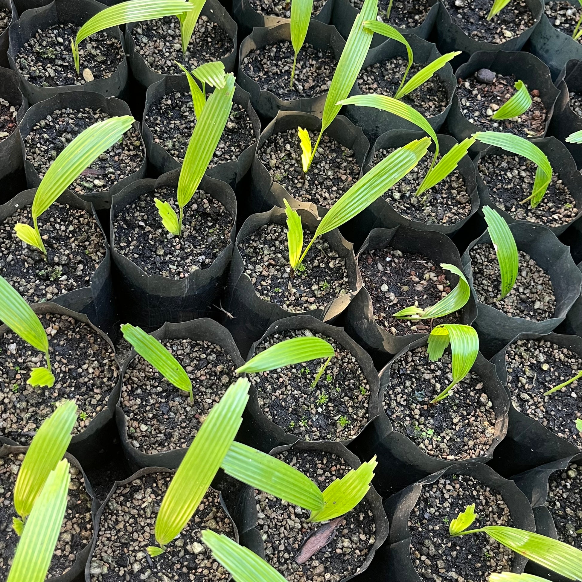 licuala palm plant Licuala Cordata Seed Grown for sale