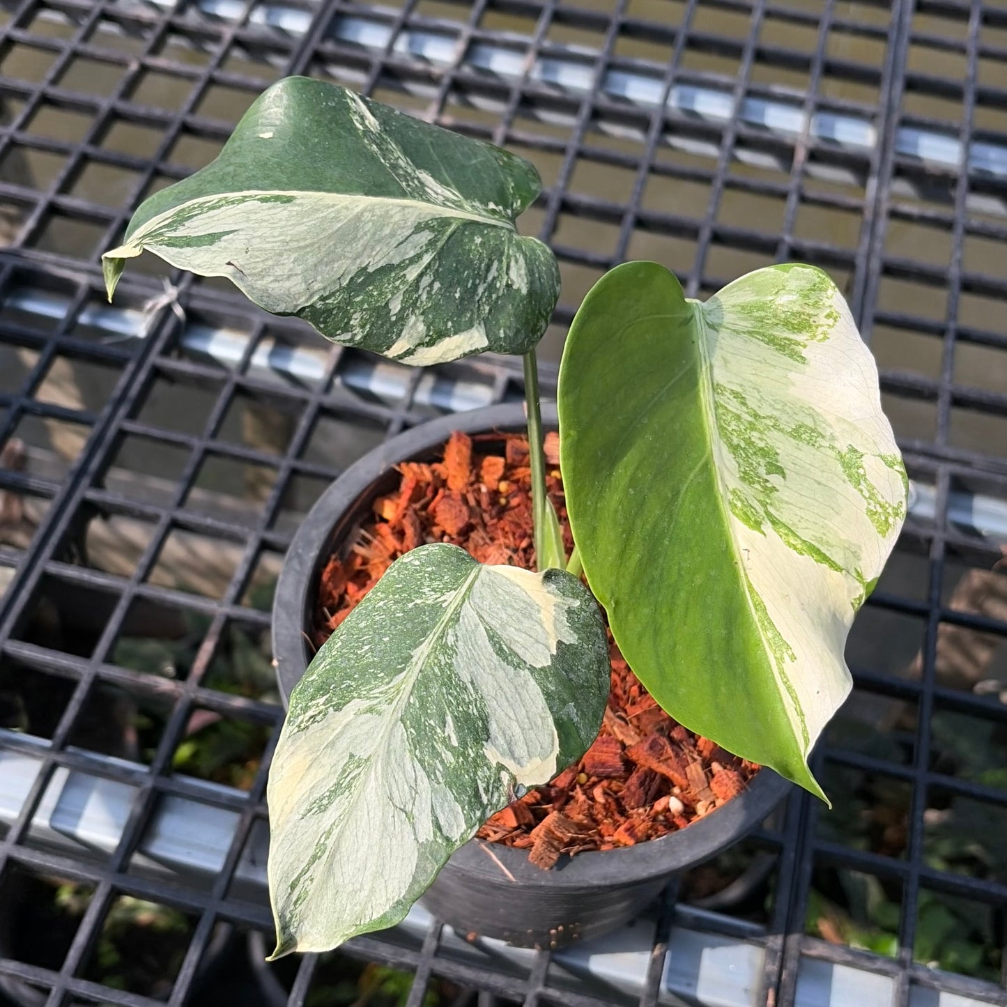 Monstera Deliciosa ‘Casper’ Variegated - Exact Plant (M054)
