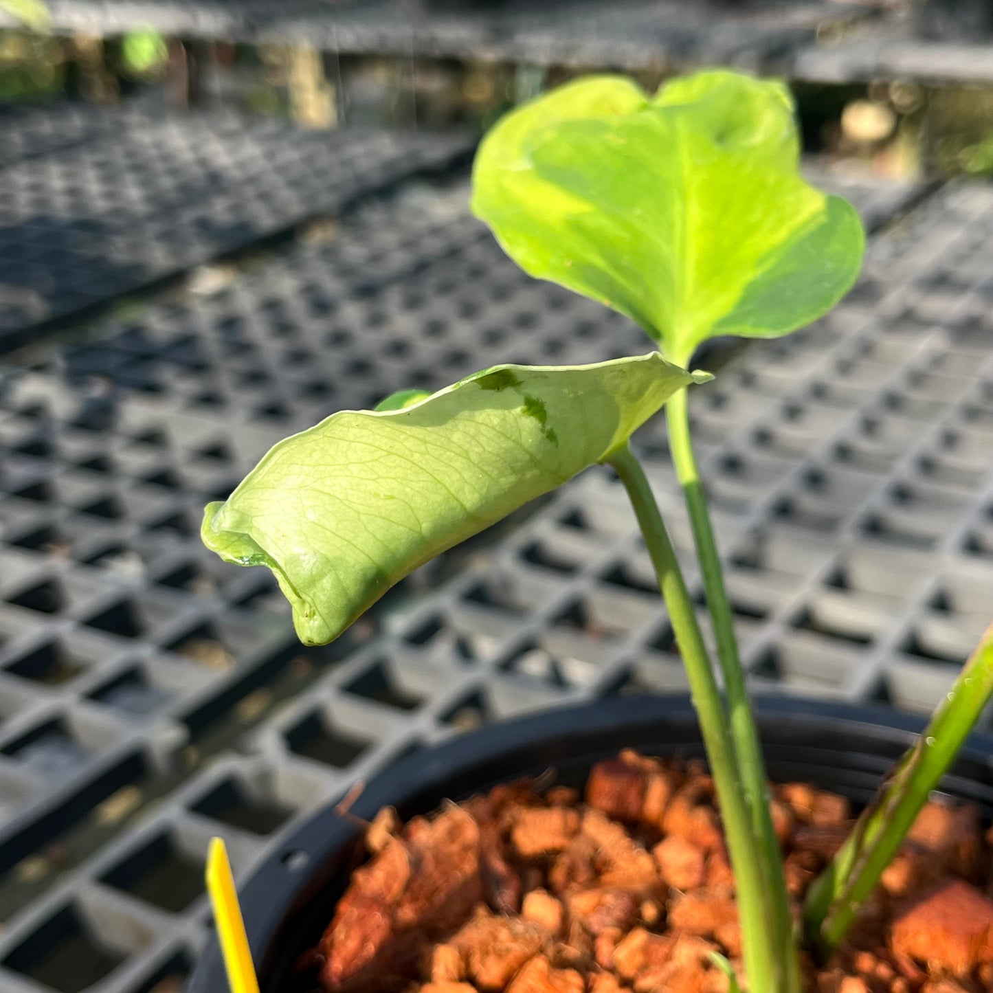 Monstera Famicito - Exact Plant (M043)