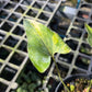 Anthurium Brownii Variegated - Exact Plant (A027)