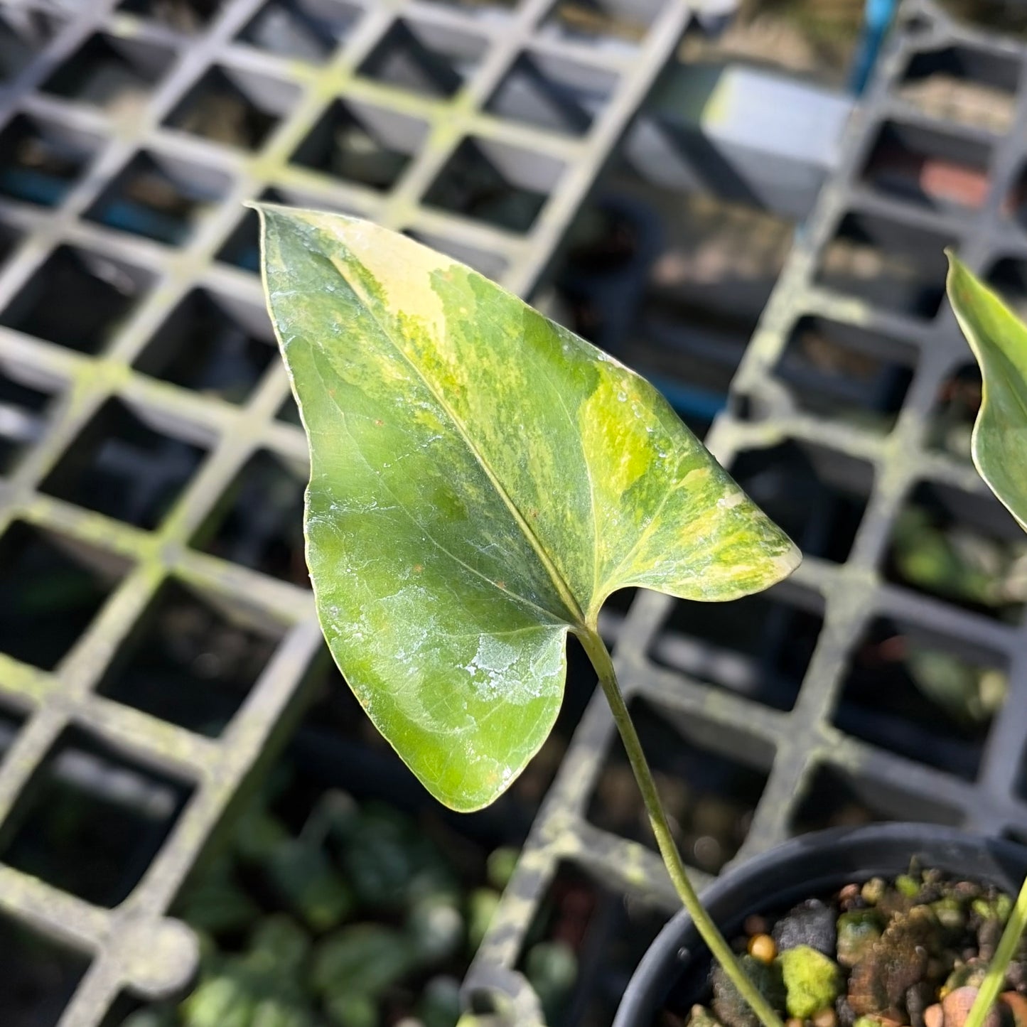 Anthurium Brownii Variegated - Exact Plant (A027)