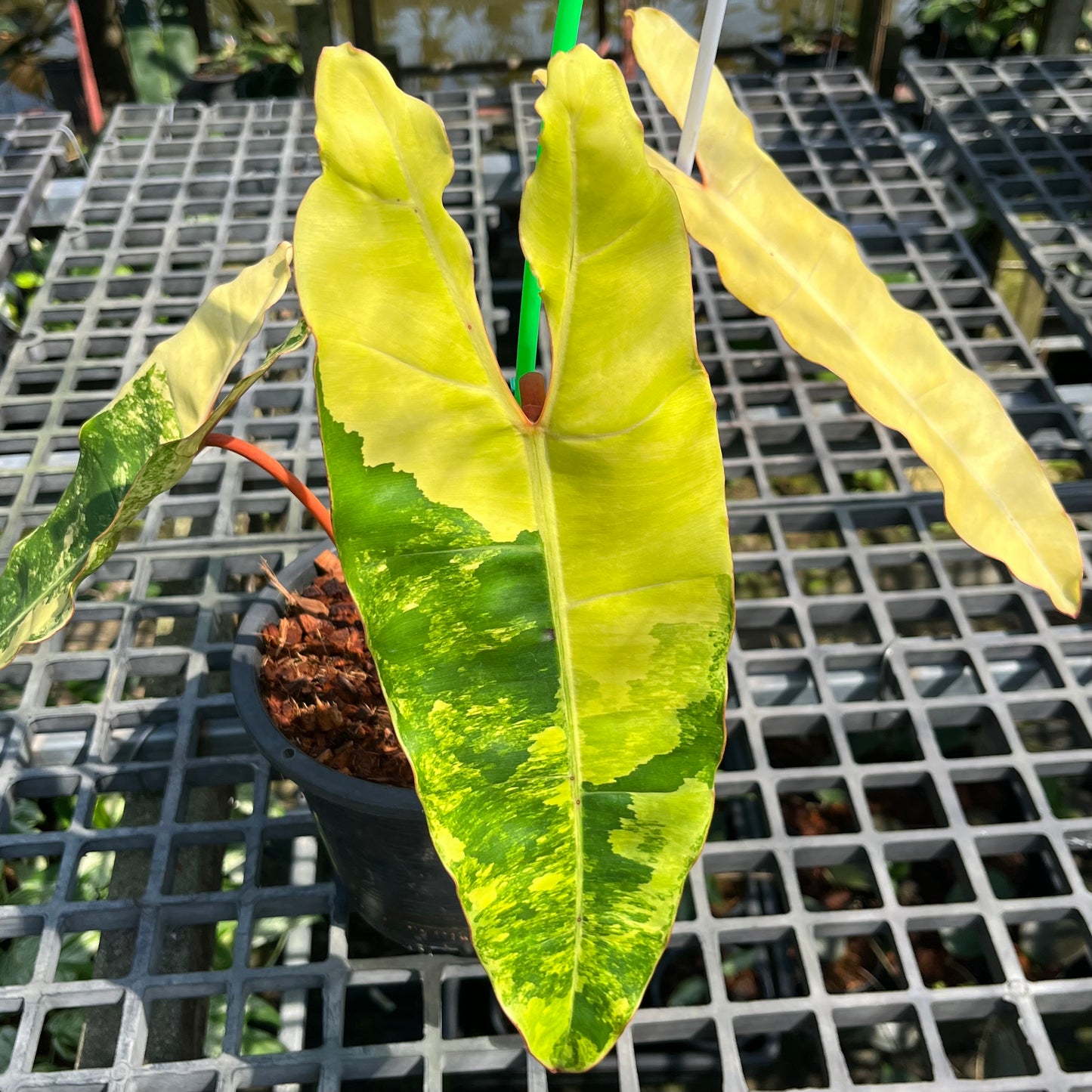 Philodendron Billietiae Variegated - Exact Plant (P025)