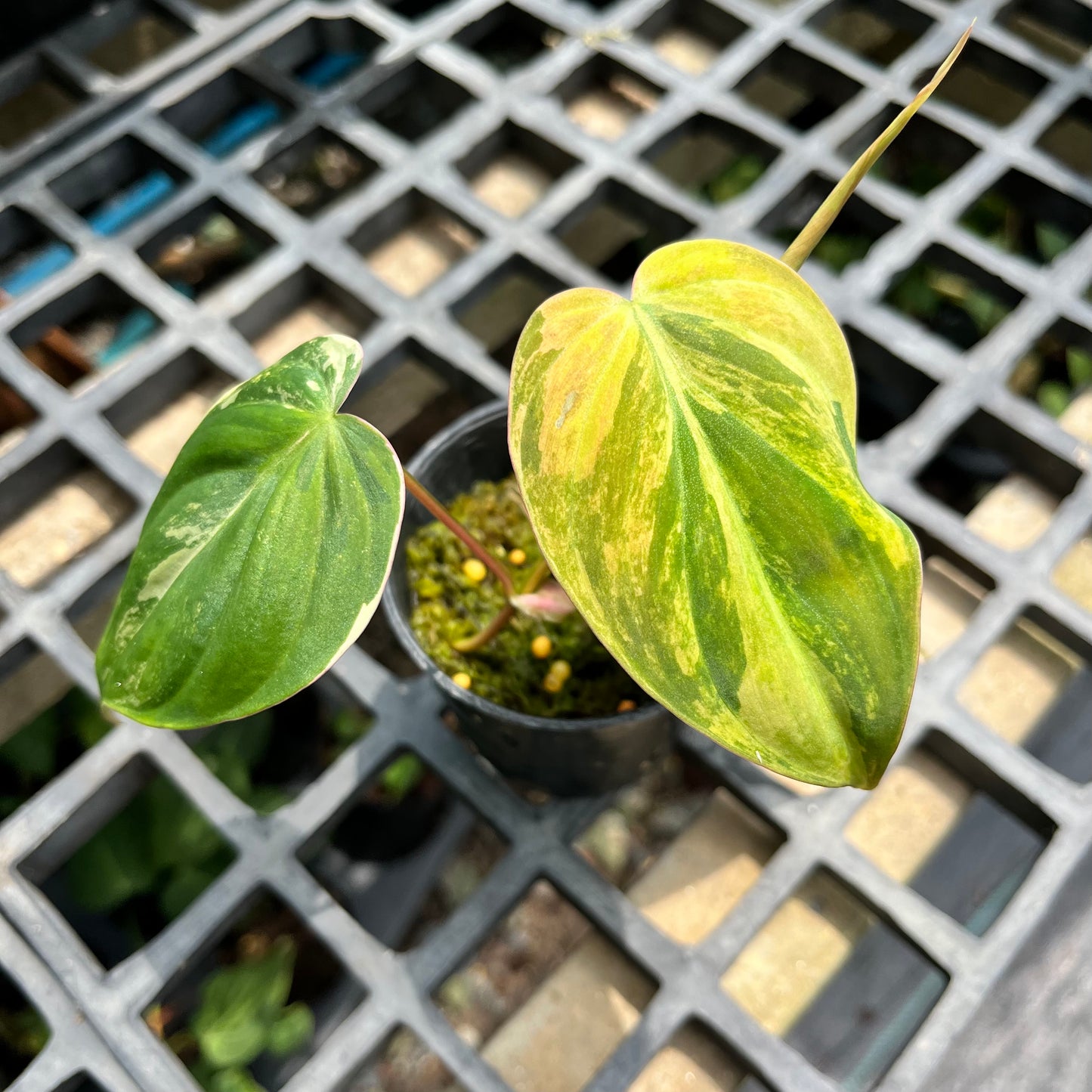 Philodendron Micans Variegated Aurea