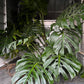 Monstera Deliciosa ‘Form 6’ - Exact Plant (M058)