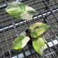 Philodendron Gloriosum Tricolor Variegated - Exact Plant (P066)