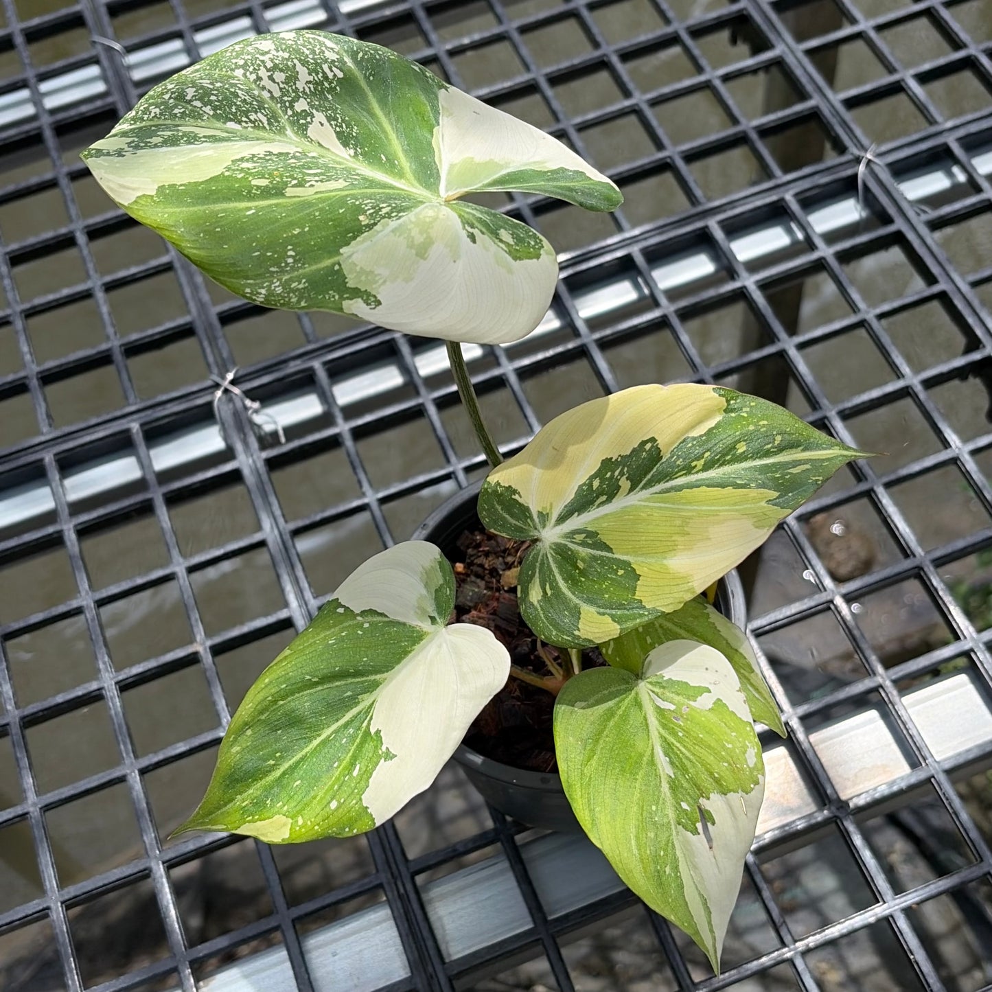Philodendron Gloriosum Tricolor Variegated - Exact Plant (P066)