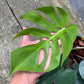 Monstera Deliciosa ‘Form 6’ - Exact Plant (M058)
