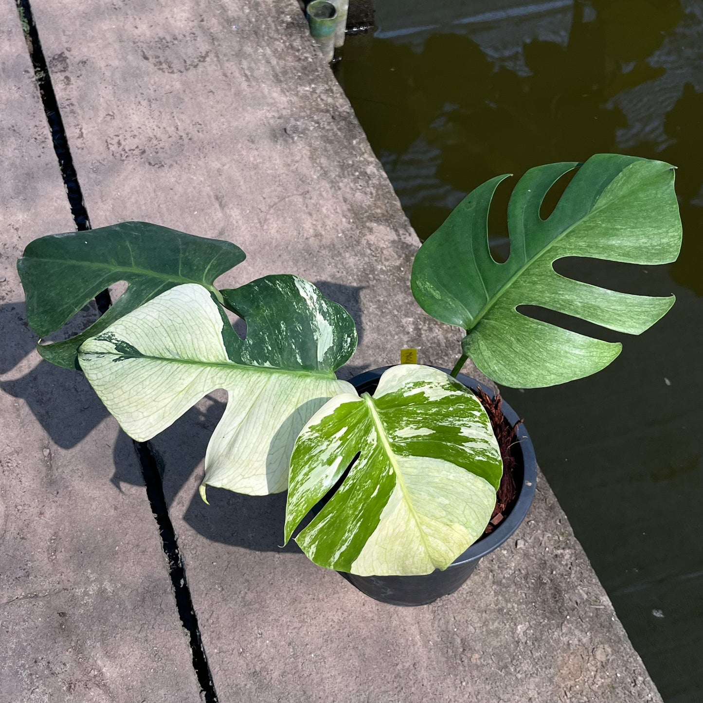 Monstera Borsigiana x Mint ‘Jungle’ - Exact Plant (M042)