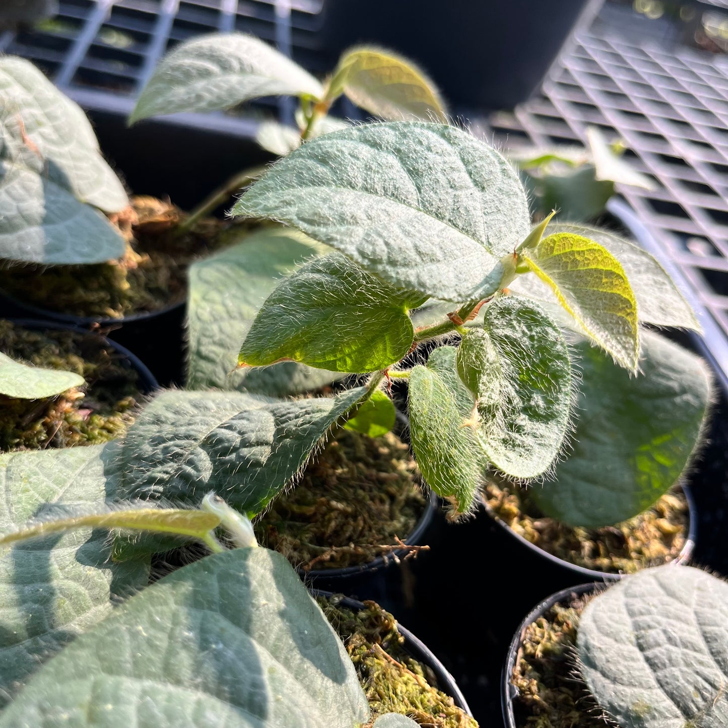 Ficus Villosa - Exotic Hairy Foliage