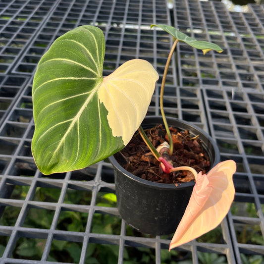 Philodendron Gloriosum Variegated Type1 - Exact Plant