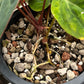 Anthurium hoffmanii Red Sinus ‘Blood Moon’ – Rare Hybrid Anthurium Clone

Exotic Aroid | Dark Velvet Foliage | Red Sinus | Australian Hybrid

Anthurium hoffmanii Red Sinus ‘Blood Moon’ is a famous Australian hybrid known for its dark velvety leaves and striking red sinus. This plant is a clone of the original ‘Blood Moon’, ensuring the same bold, eye-catching appearance highly sought after by collectors.