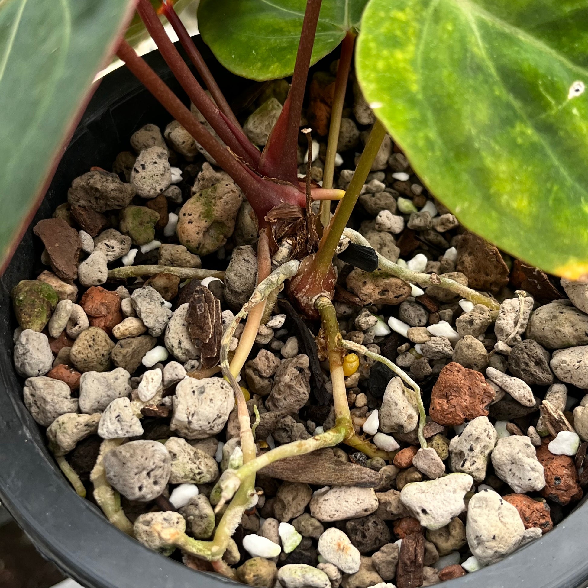 Anthurium hoffmanii Red Sinus ‘Blood Moon’ – Rare Hybrid Anthurium Clone

Exotic Aroid | Dark Velvet Foliage | Red Sinus | Australian Hybrid

Anthurium hoffmanii Red Sinus ‘Blood Moon’ is a famous Australian hybrid known for its dark velvety leaves and striking red sinus. This plant is a clone of the original ‘Blood Moon’, ensuring the same bold, eye-catching appearance highly sought after by collectors.