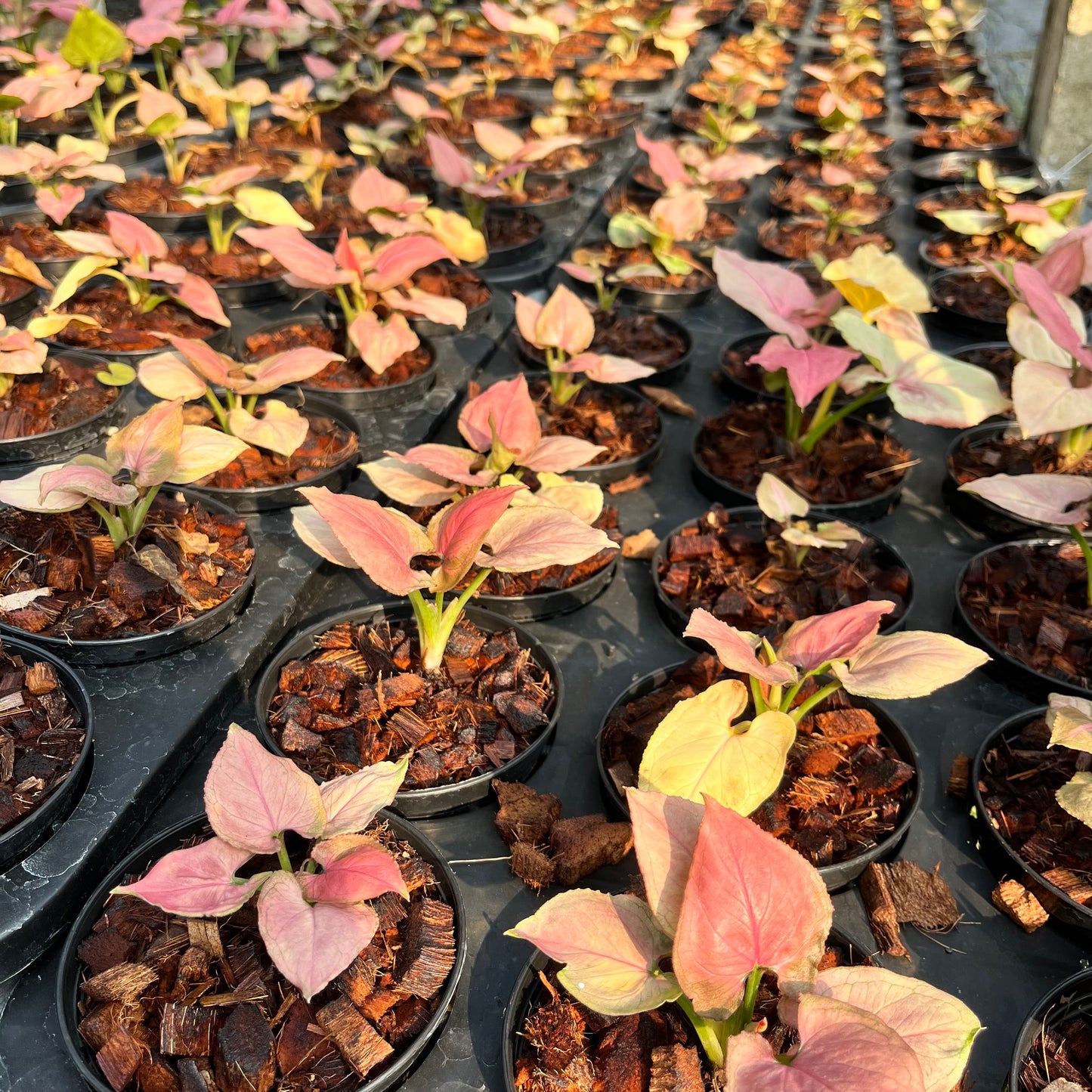 Syngonium Pink Perfection