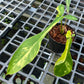 Philodendron Joepii Variegated Aurea - Exact Plant