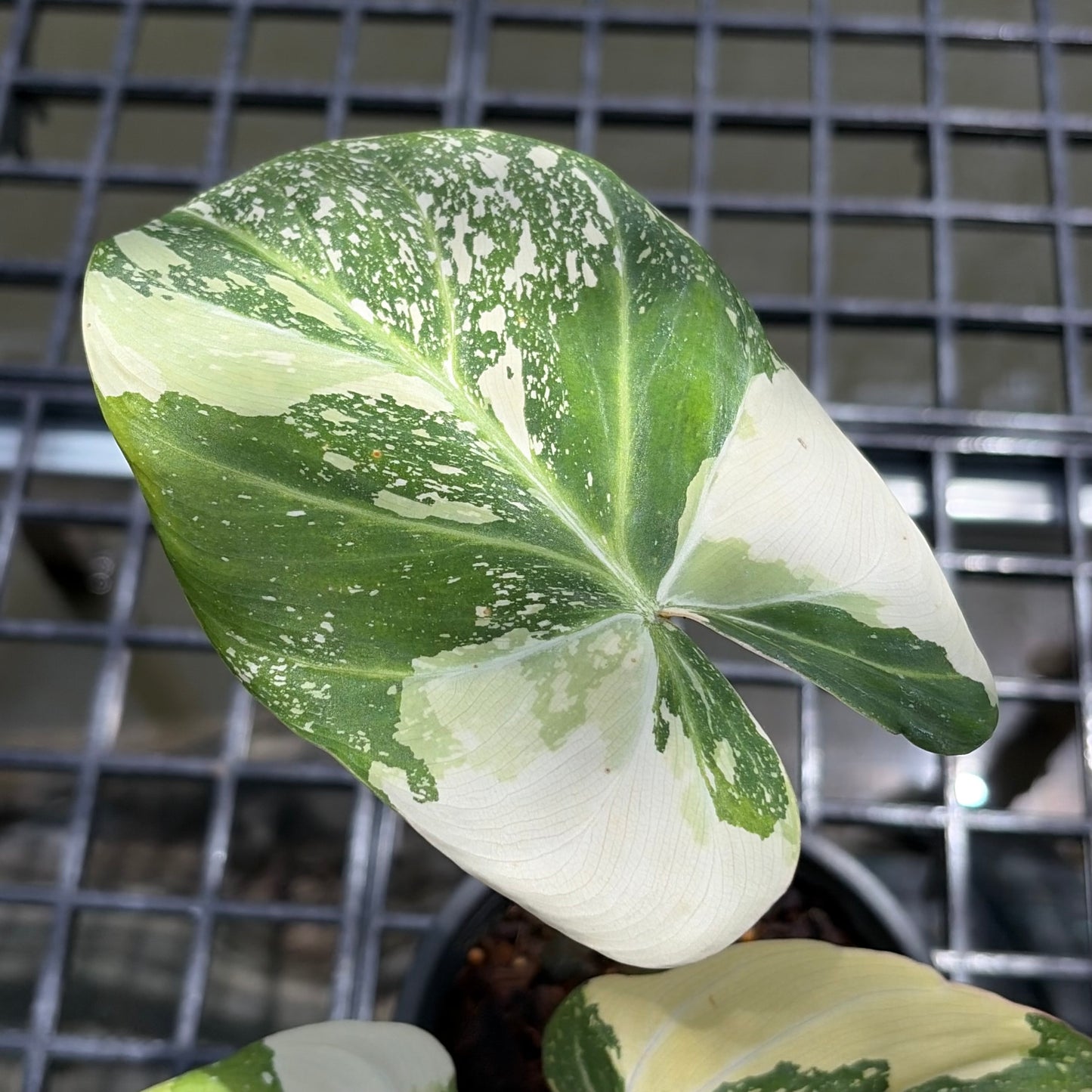 Philodendron Gloriosum Tricolor Variegated - Exact Plant (P066)