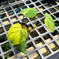 Philodendron Micans Variegated Aurea