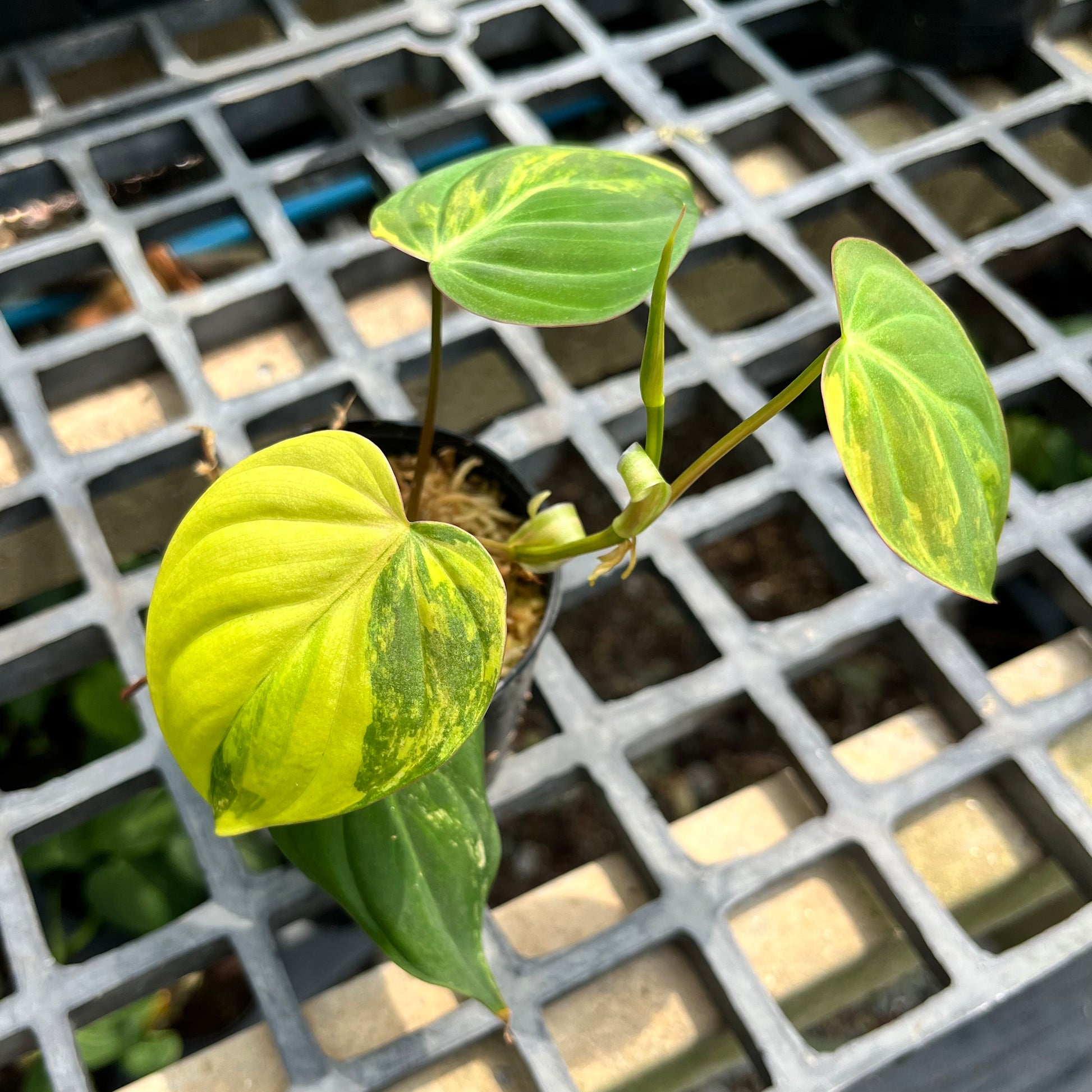 philodendron micans variegata Philodendron Micans Variegated Aurea – Greenroom Planter